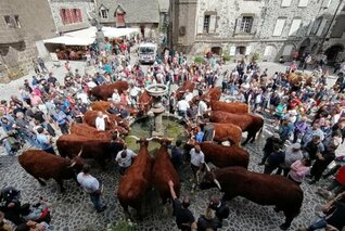 SUCCÈS POPULAIRE DE LA FÊTE DE LA VACHE