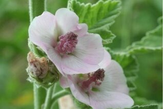 EXPOSITION LES JARDINS MEDIEVAUX