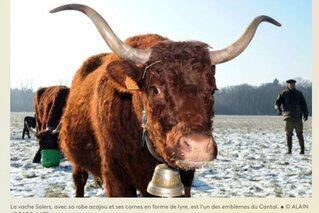 SALON DE L AGRICULTURE : NON ON NE DIT PAS VACHE SALERSSSSSE, MAIS SALERS, ON VOUS EXPLIQUE POURQUOI