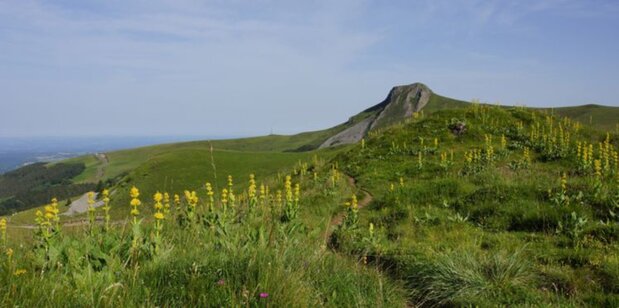 DECOUVRIR L'AUVERGNE EN CUEILLANT LA GENTIANE