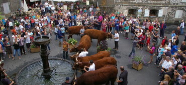 Comice agricole du Pays de Salers