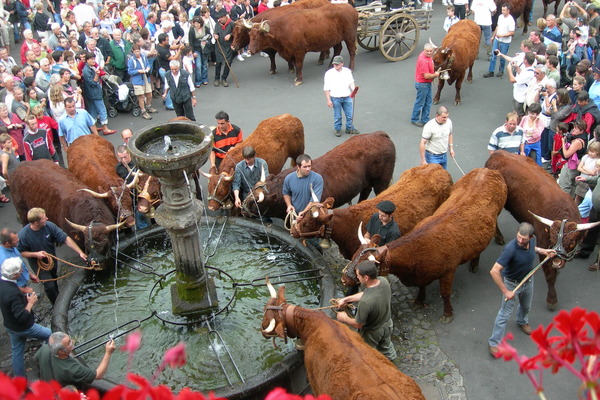 Salers, fête de la vache sur la Place Tyssandier d