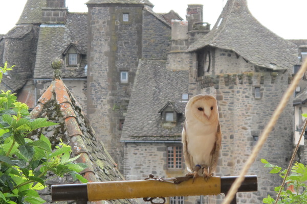 Salers, fête de la chasse et de la nature