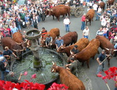 Salers, fête de la vache sur la Place Tyssandier d'Escous