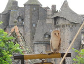 Salers, fête de la chasse et de la nature